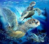 9 морских черепах