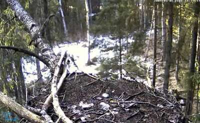 Гнездо эстонских черных аистов