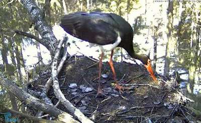 Камера эстонских черных аистов - посетитель