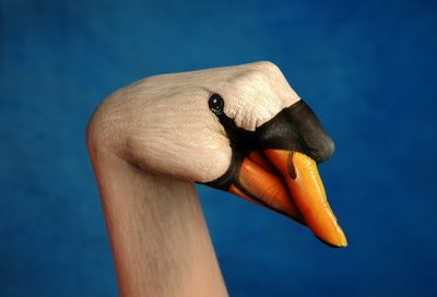 Лебедь. Лебедь.