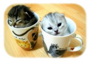 Котята в чашках