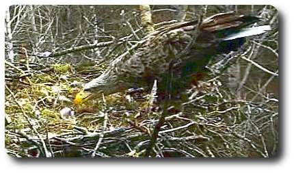 Первый обед эстонского орленка