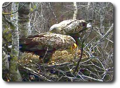 Эстонские орланы-белохвосты