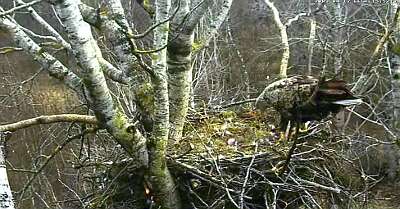 Линда кормит орленка