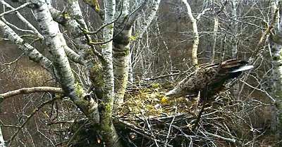 Первый обед орленка