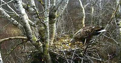 Первенец эстонских орланов обедает